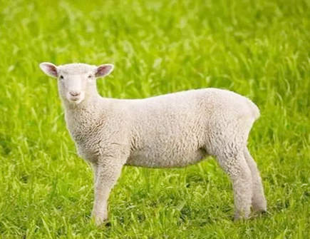 属羊的一生有几次大劫