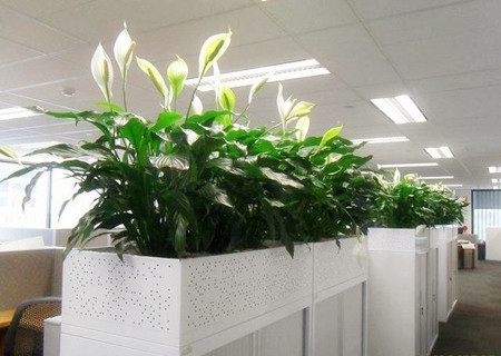 办公室挡煞防小人植物 办公室挡煞防小人植物
