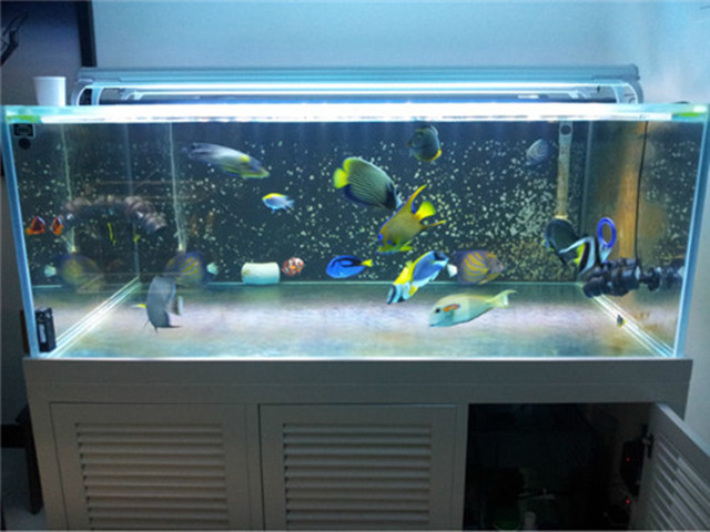 公司养鱼风水禁忌