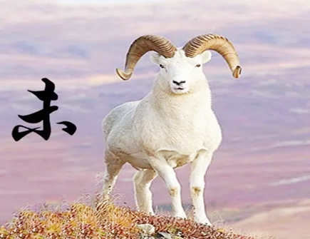 属羊人桃花劫能变成正缘吗 属羊人桃花劫能变成正缘吗