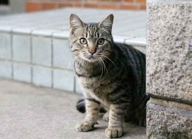 猫主动地跑到家中什么预兆

