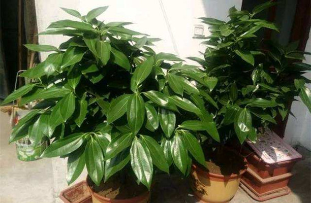 平安树放在厨房好不好