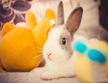 属兔人大门的最佳朝向