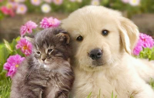 养动物导致不良的风水学.jpg 养动物导致不良的风水学.jpg