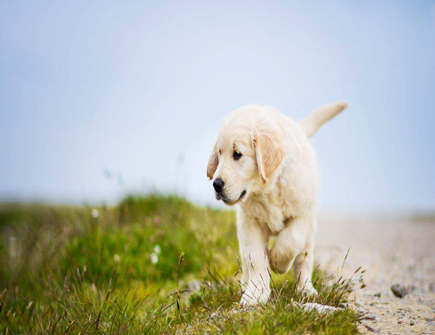 属狗人大门的最佳朝向