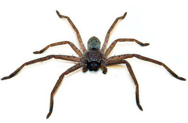 蜘蛛出现在家里不同地方的寓意