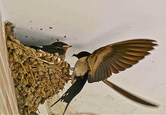 燕子在家里做窝代表什么预兆 燕子在家里做窝代表什么预兆