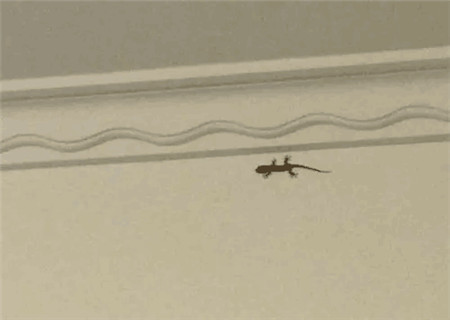 家中有壁虎吉利吗 家中有壁虎吉利吗