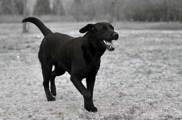 夜里听到狗叫千万不要开门
