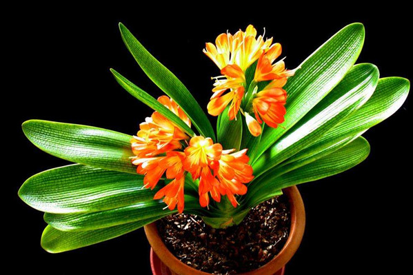 什么人不能养君子兰 什么人不能养君子兰