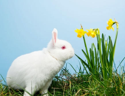 属兔人本命年可以结婚吗