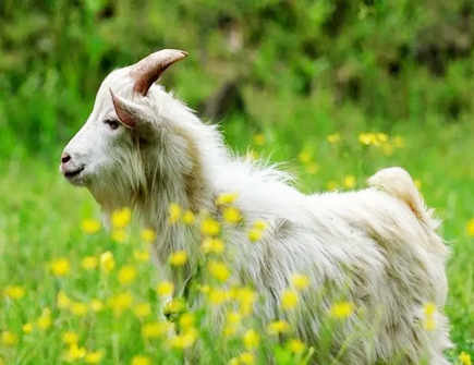 2022年属羊适合离职吗 2022年属羊适合离职吗