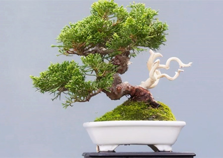 镇宅最吉利的三种花 镇宅最吉利的三种花