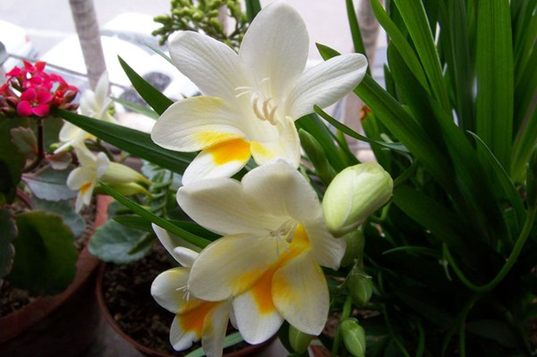 什么植物能让睡眠不好