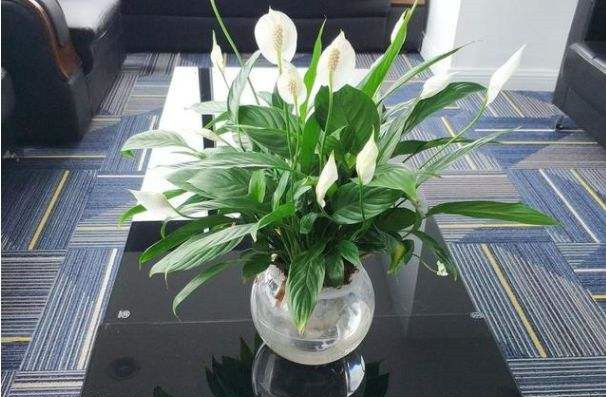 一帆风顺有什么风水寓意