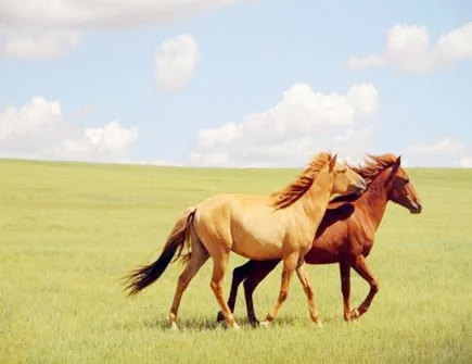 属马在离婚后会怎么样
