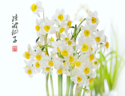 水仙的寓意和象征风水 水仙的寓意和象征风水