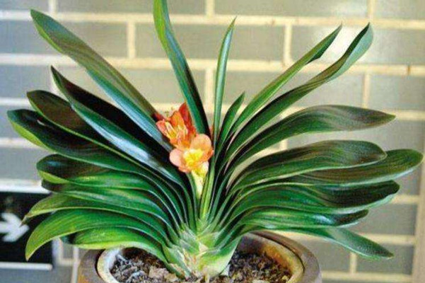 养植物的风水知识 养植物的风水知识