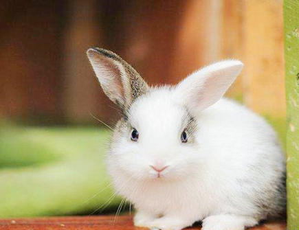 属兔人的人品怎么样