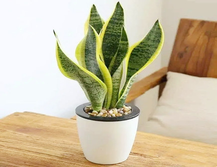 虎皮兰怎么摆放能旺财 虎皮兰怎么摆放能旺财