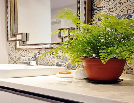 厕所除臭的绿植有哪些