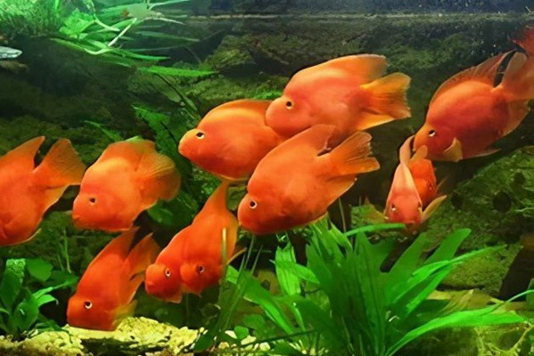 家庭养鱼风水有哪些讲究