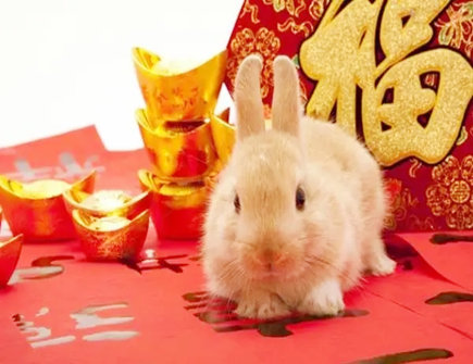 2022年属兔人的学业运势 2022年属兔人的学业运势