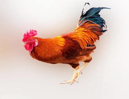 2022年属鸡人的学业运势 2022年属鸡人的学业运势