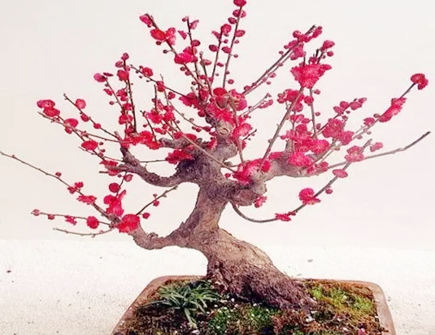 梅花的风水寓意