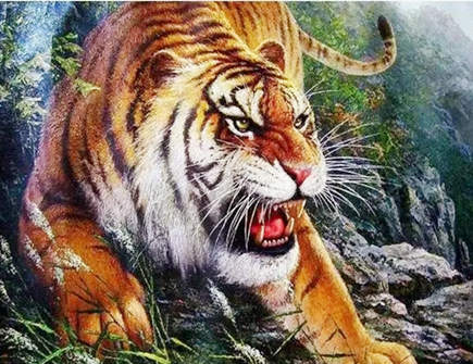 属虎男人花心吗