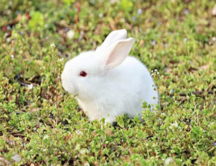 属兔男人花心吗