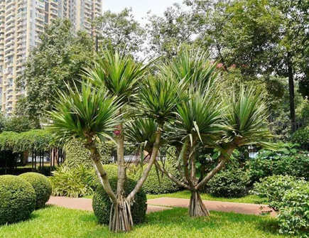 家里养龙血树好不好