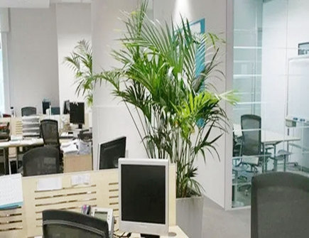 什么植物催旺事业 什么植物催旺事业