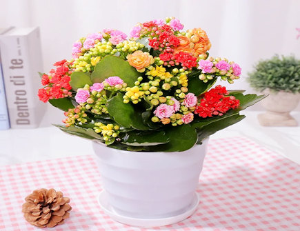 家里种长寿花的风水