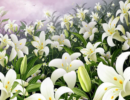 百合花在风水中起什么作用