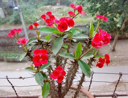 风水中带刺的植物适合放什么地方