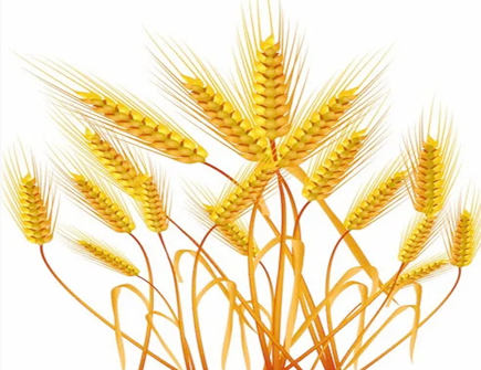 黄金麦穗放在家里有什么忌讳