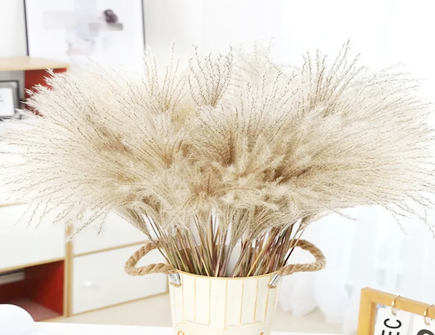 干芦苇放家里有讲究吗