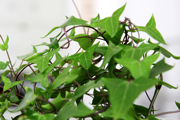 植物在风水中起到什么作用