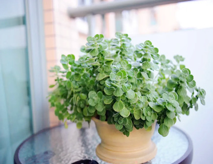 一抹香摆放在什么地方聚财