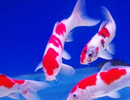 家中养什么鱼风水好