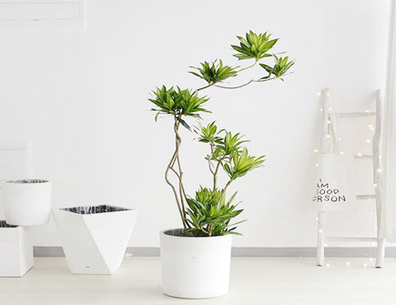 百合竹的风水寓意