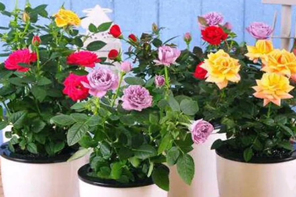 卧室适合摆放红玫瑰吗