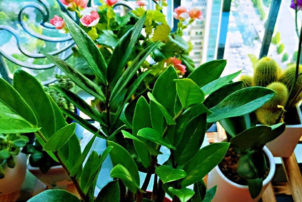 家里花死了对风水的影响