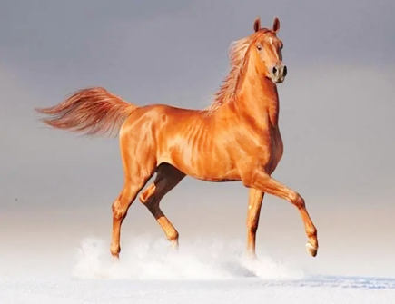 容易导致属马产生感情危机的生肖 容易导致属马产生感情危机的生肖