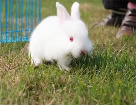 怎么追求属兔的女生