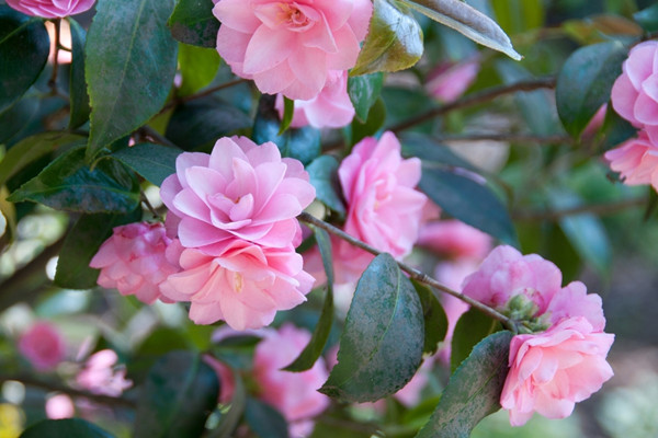 一进门见到什么花好