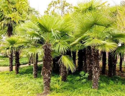 棕榈树的风水寓意