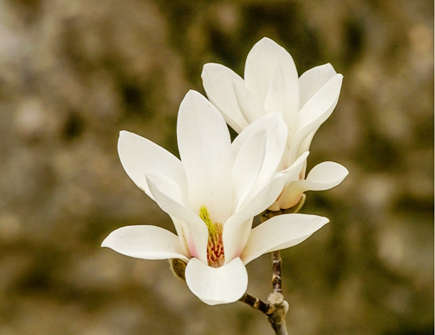 白玉兰的风水寓意