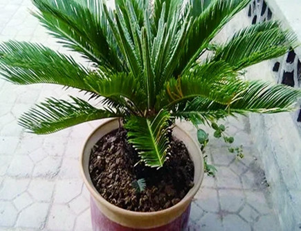 哪些人家里不能养铁树